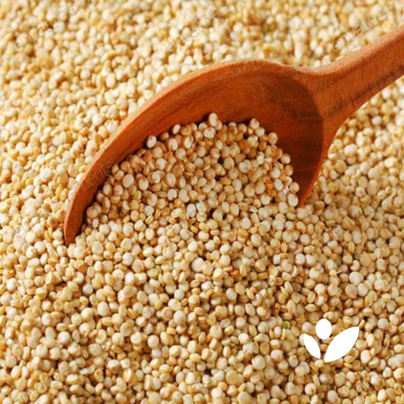 quinoa-blanca-organica-full-grace-foods